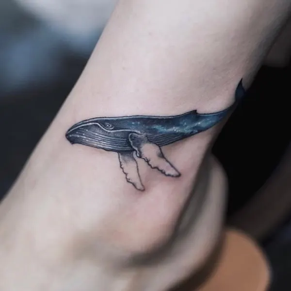 돌고래, 고래, 상어, Nature, Animal