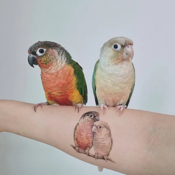 Animal, 앵무새