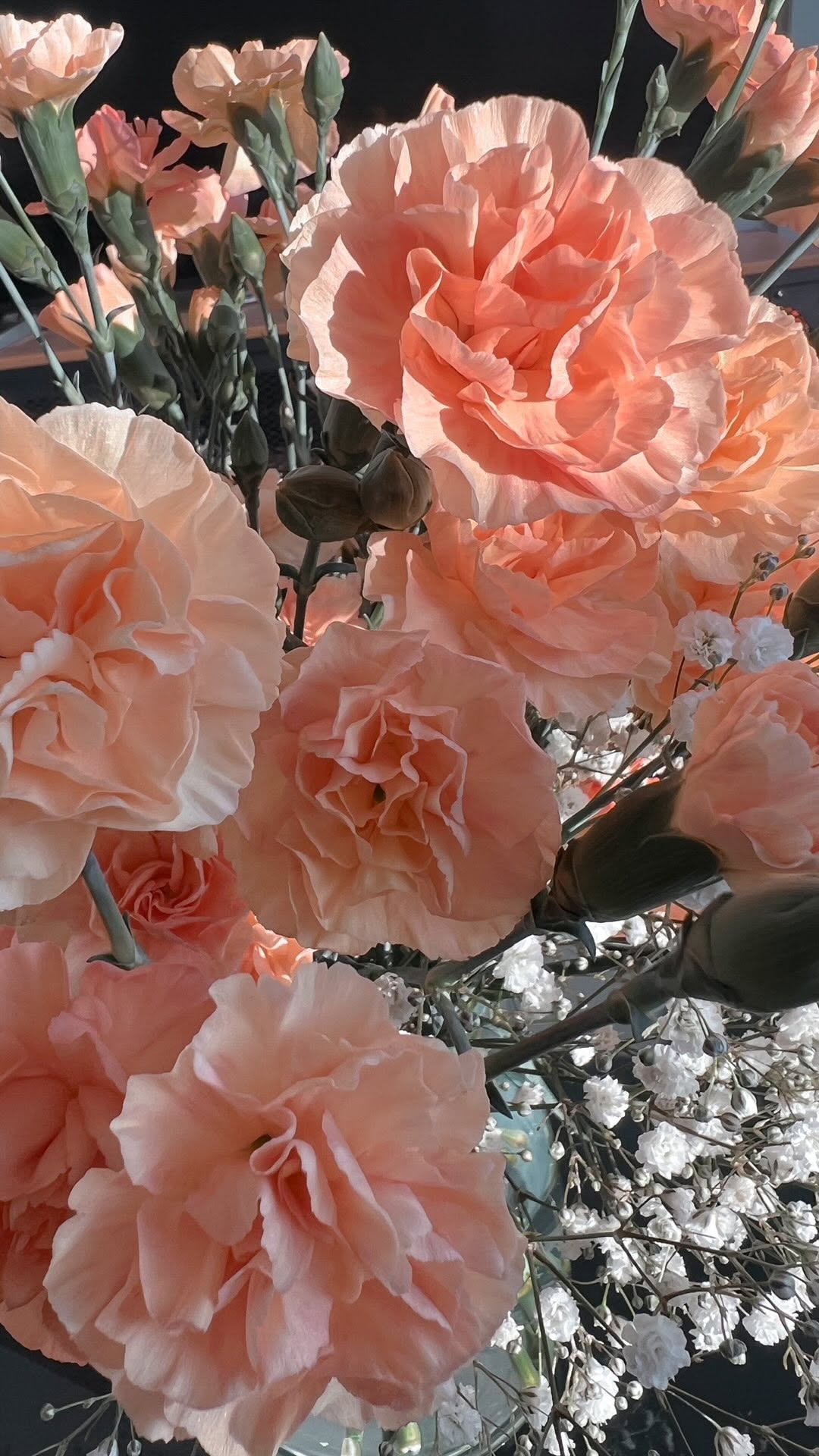 Flower, Dragon, Nature, Rose