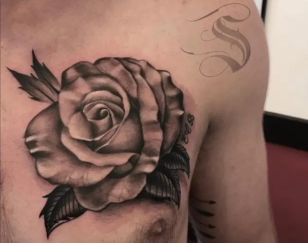 Flower, Nature, Rose