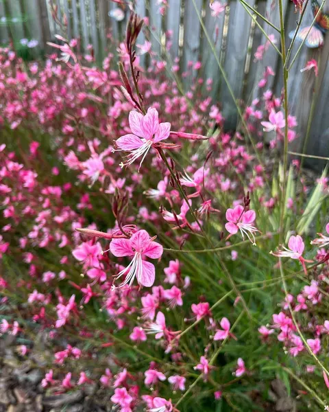 Flower, Nature, Rose