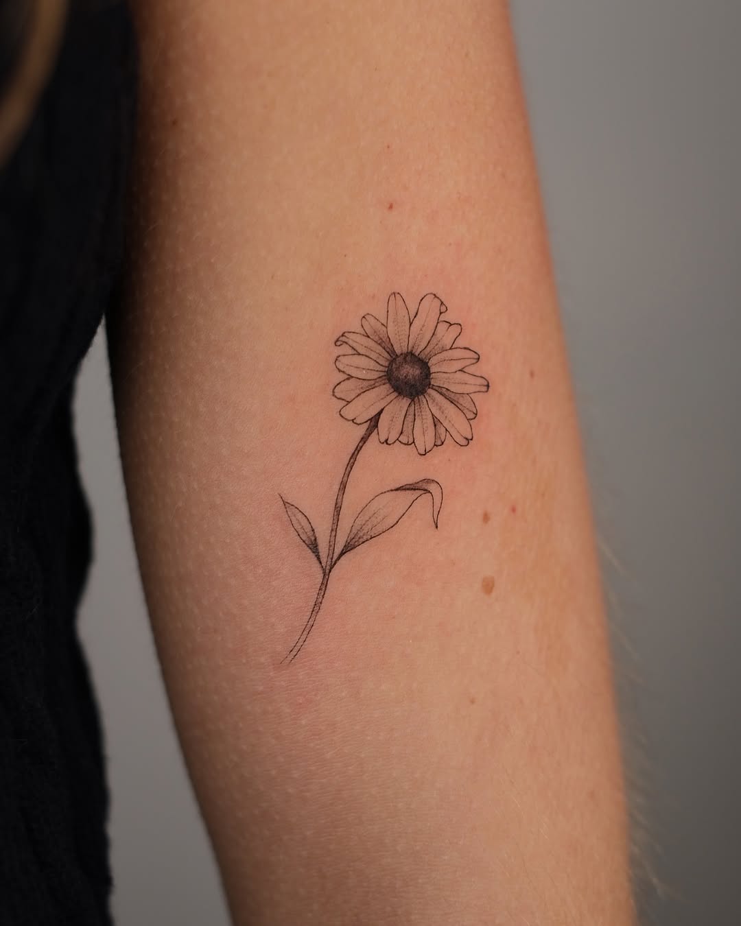Flower, 국화, 데이지, 민들레, 수선화, 야생화, 카네이션, 해바라기