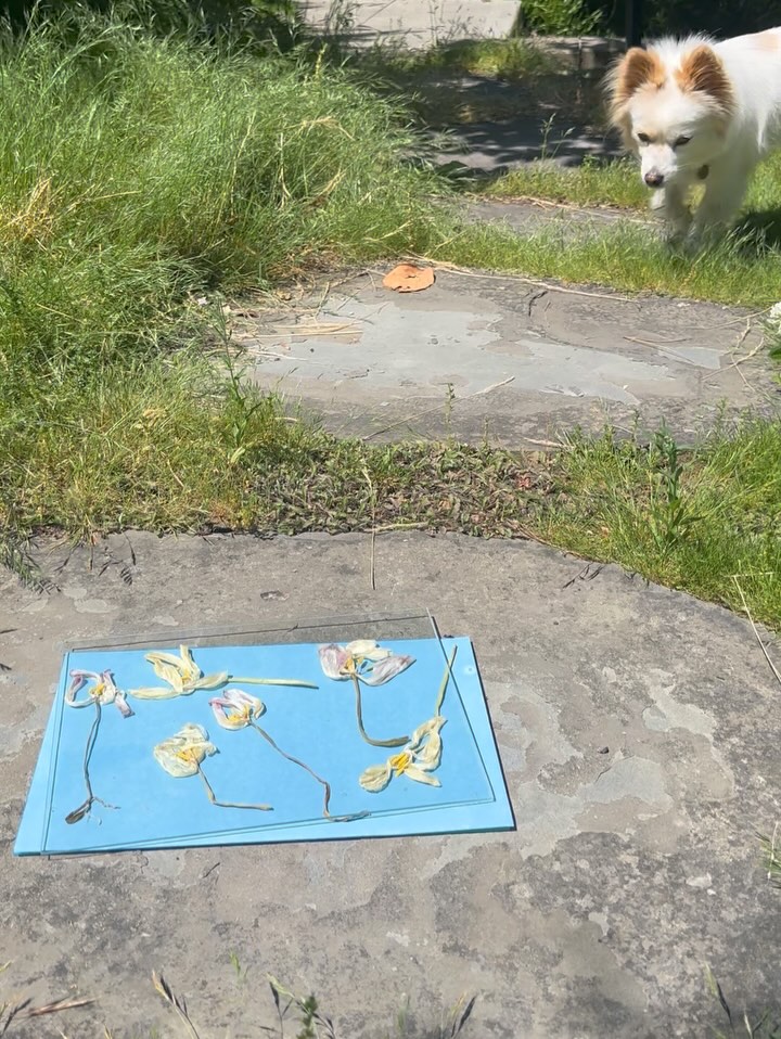 plantsnpokes