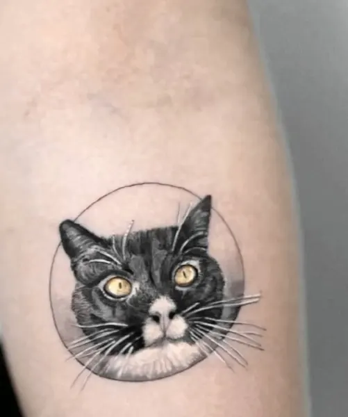 Animal, 너구리, 고슴도치, 나무늘보, 다람쥐, 코알라