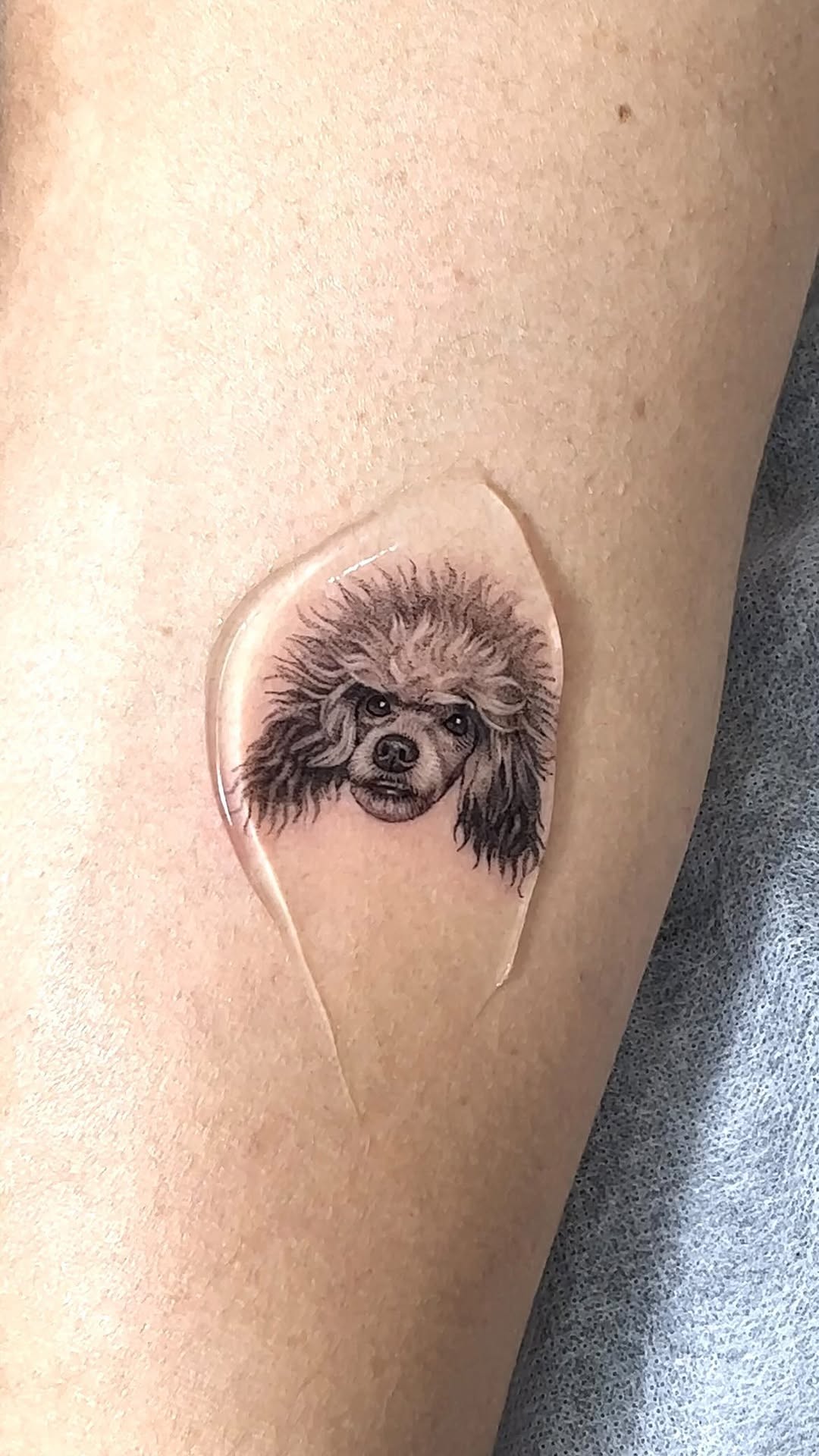Animal, 곰, 판다, 너구리, 코알라, 고슴도치, 나무늘보