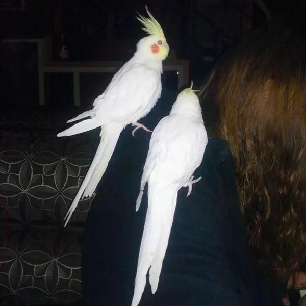 tattsha_