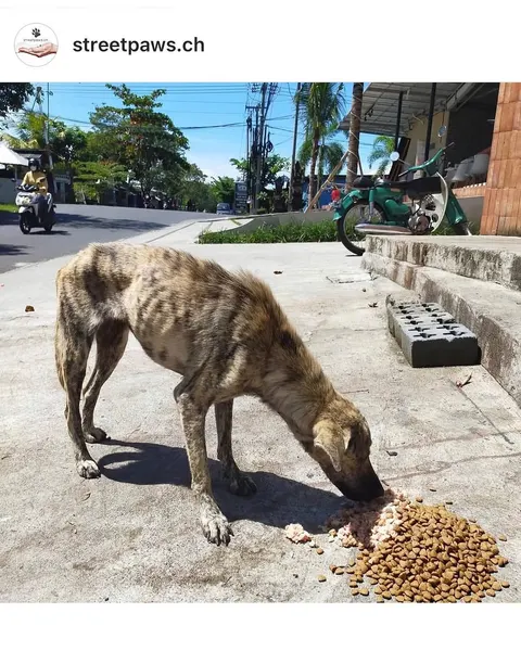 Animal