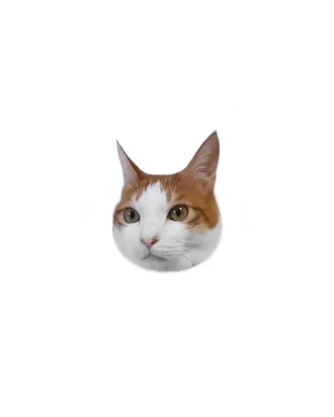 고양이