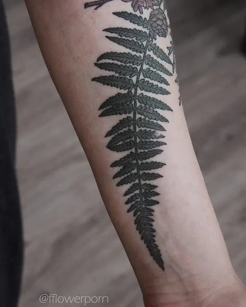 Flower, 고사리, 단풍잎, 잎