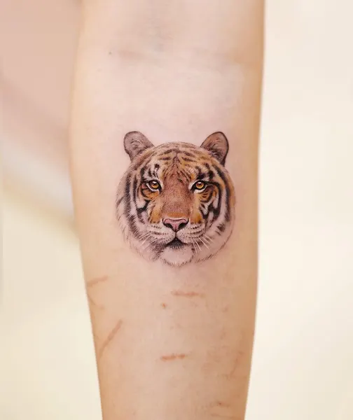 Tiger, 치타, 표범, 중국 호랑이, 재규어