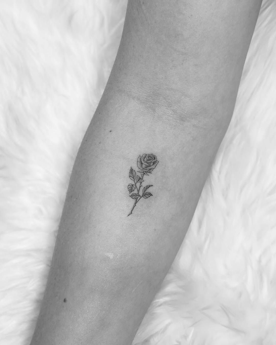 Flower, Rose, 염소자리