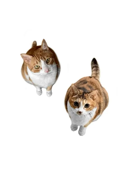 고양이, 마네키네코, 여우 가면