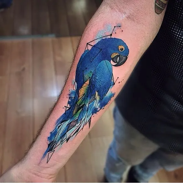 Animal, Nature, 앵무새