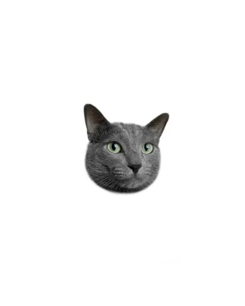 고양이