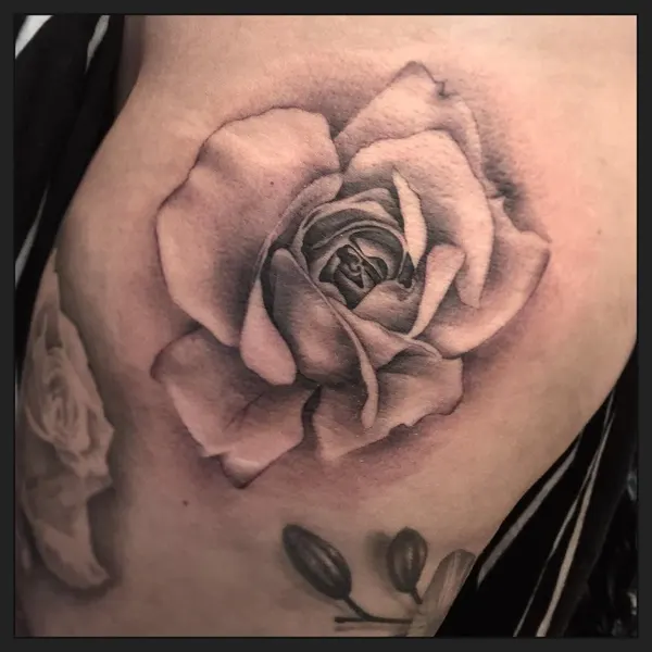 Flower, Rose, Nature