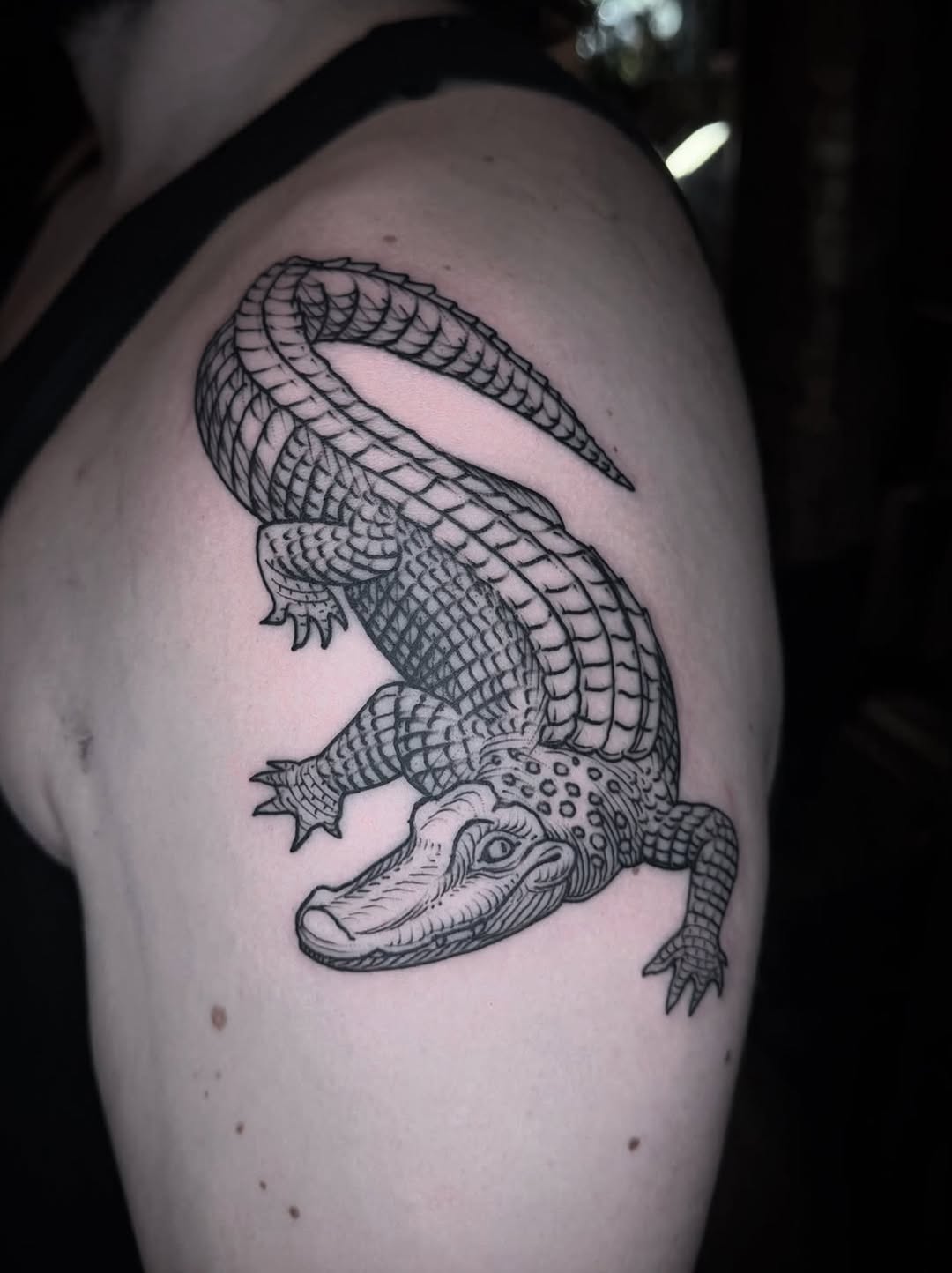 Dragon, 악어, 도마뱀