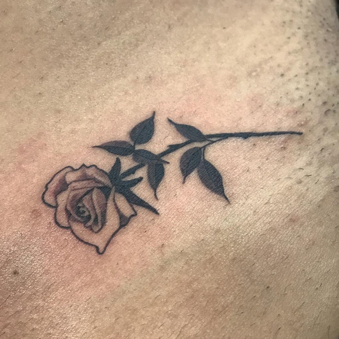 Flower, Rose, Nature