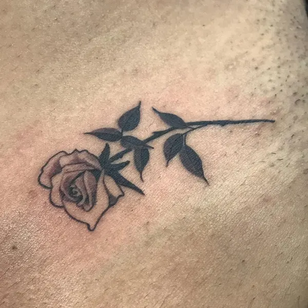 Flower, Rose, Nature