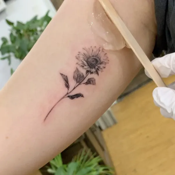 Flower, Rose, 카네이션
