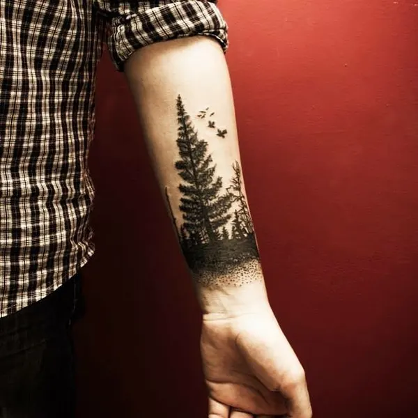 숲, Nature, 소나무