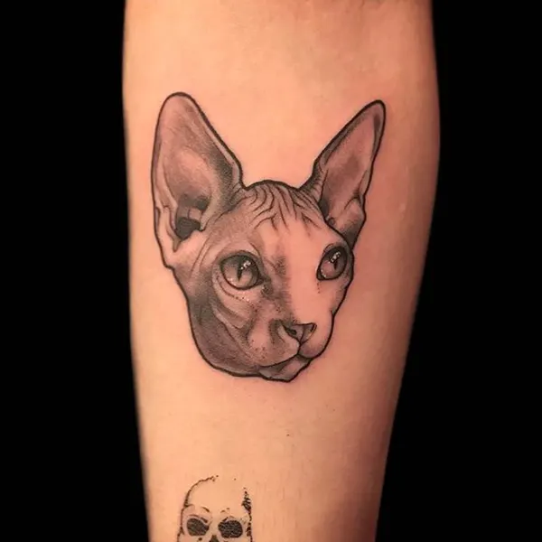 Animal