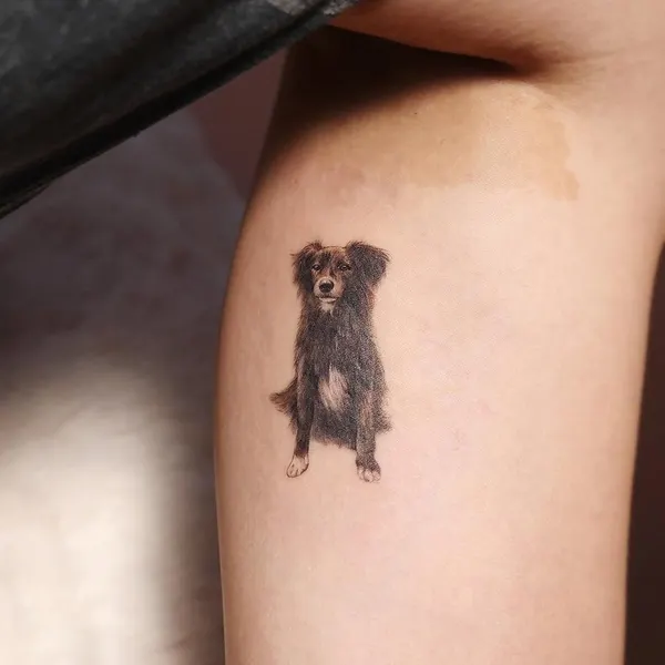 곰, 코알라