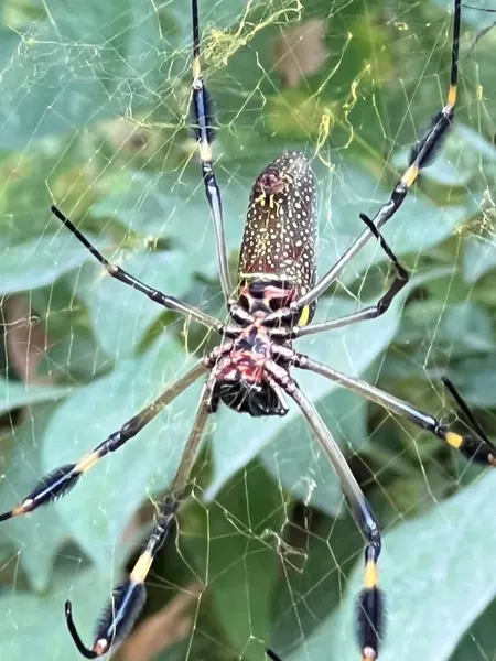 손