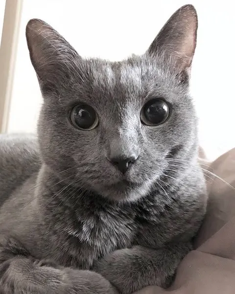 고양이