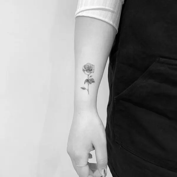 Flower, Rose, Nature
