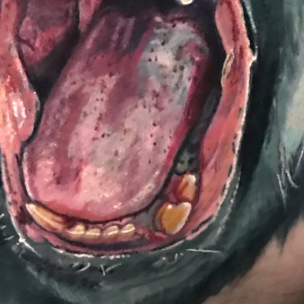 Animal, Tiger, 고릴라