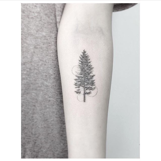 Nature, 소나무, 나무, 야자수