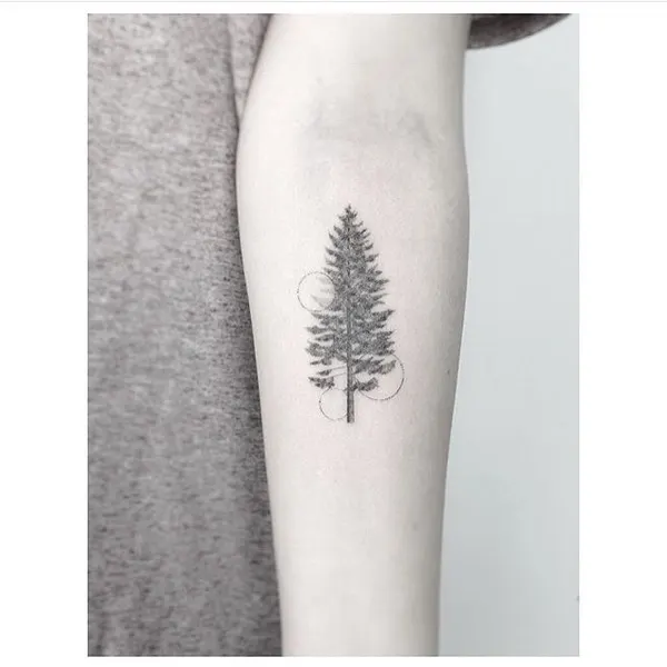 Nature, 소나무, 나무, 야자수