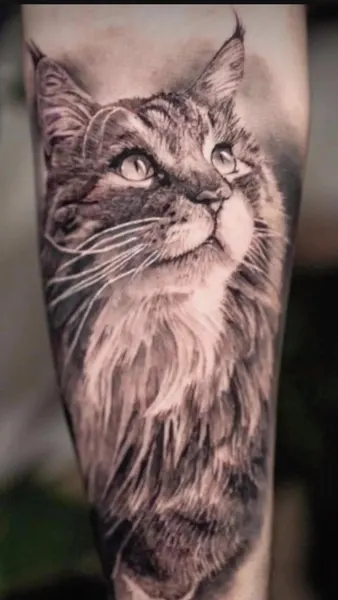 Animal, 고양이