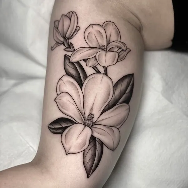 Flower, Rose, 목련, 백합, 난초