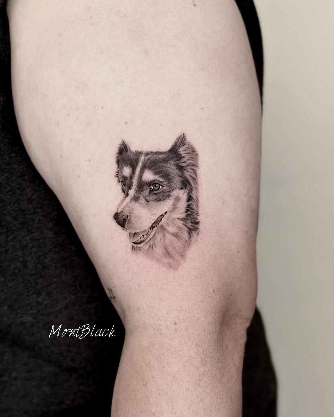 Animal, 여우, 늑대, 충성, 너구리