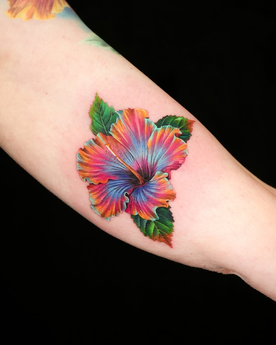 Flower, Nature, 히비스커스