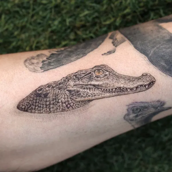 Dragon, 악어