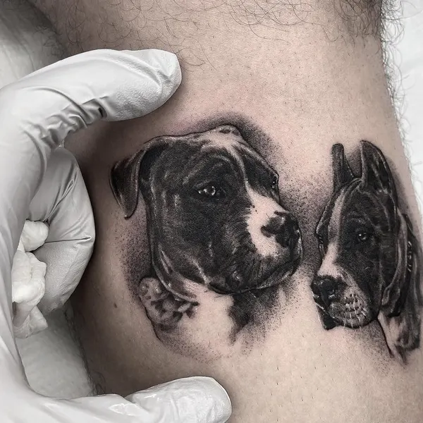 Animal