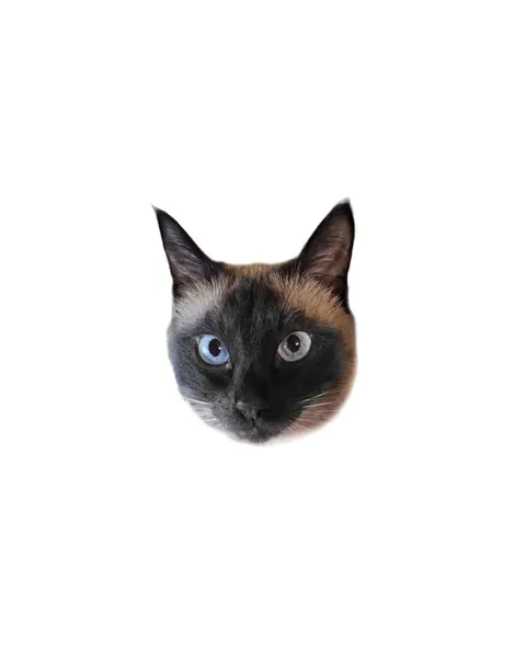 고양이, 텐구, 반려동물