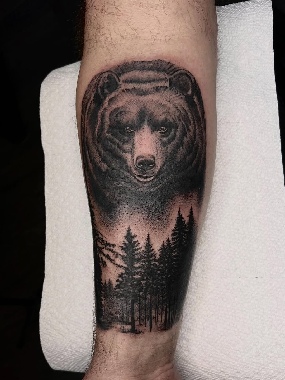 Animal, 곰
