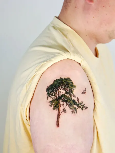 Nature, 나무, 소나무, 숲
