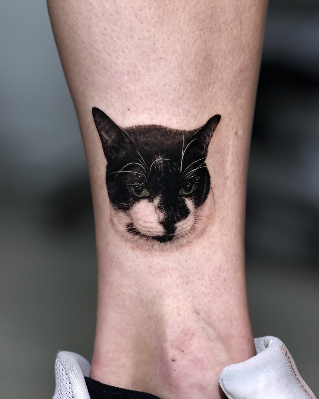 고양이