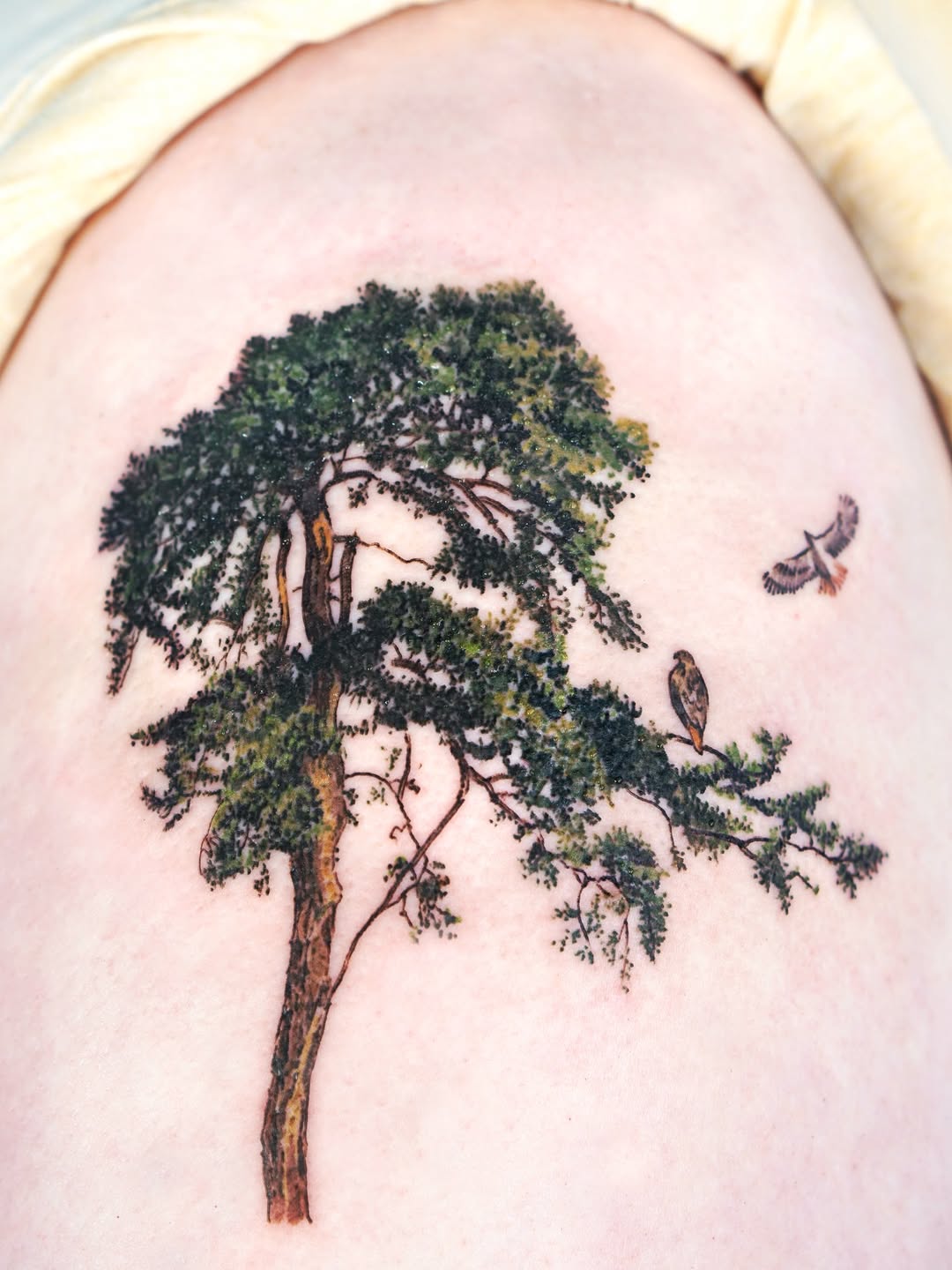 Nature, 소나무, 나무, 숲