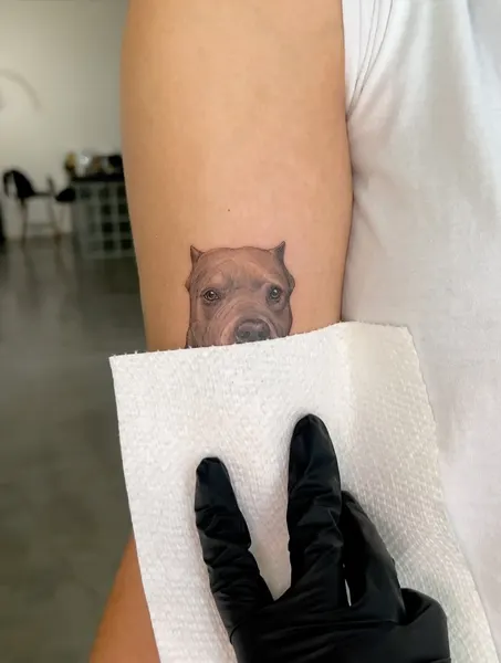 Animal