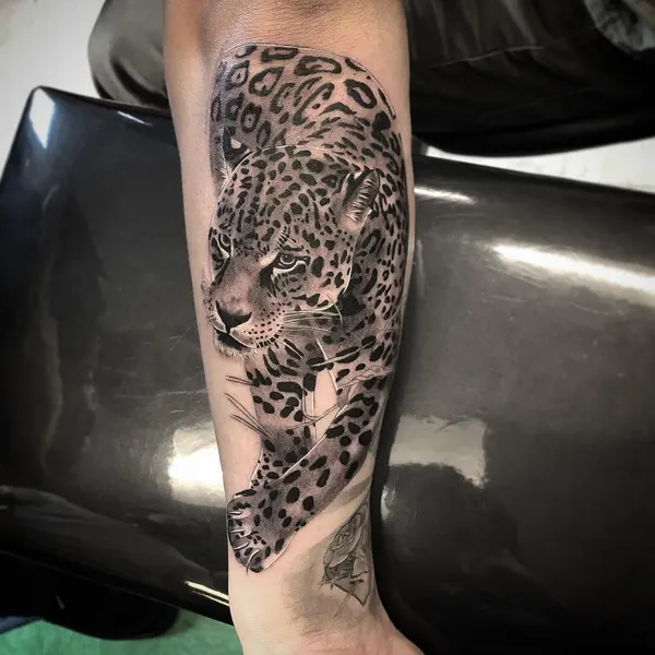 Animal, 치타, 표범
