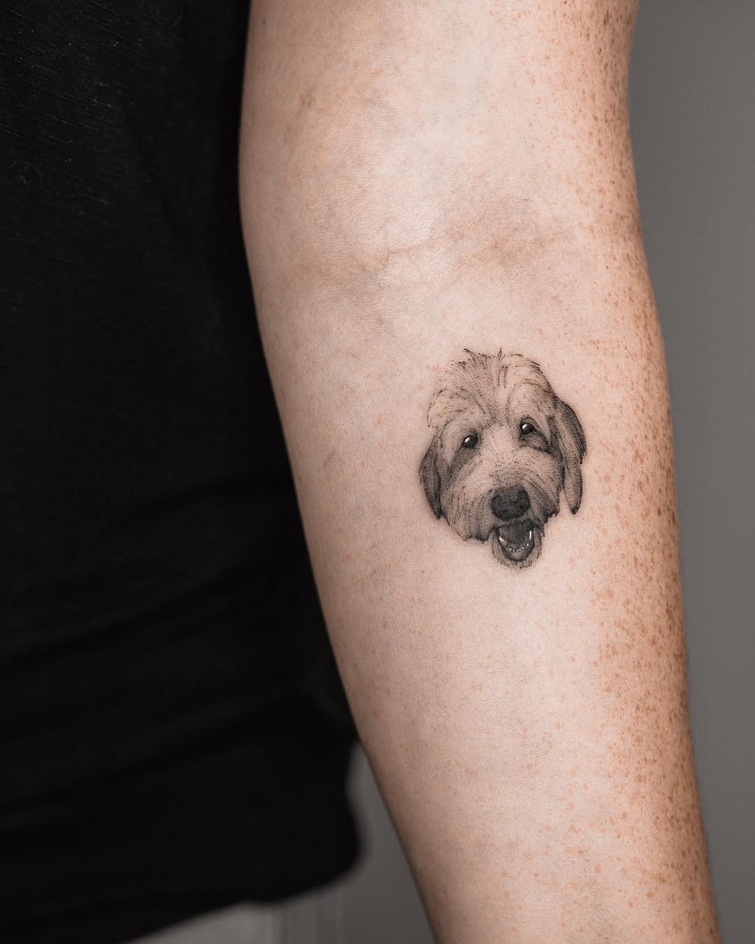 Animal, 판다, 고슴도치, 나무늘보