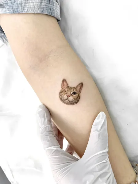 Animal, 고양이