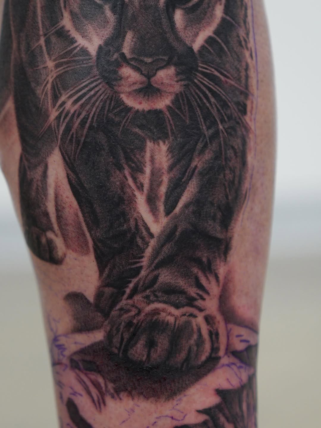 Animal, Tiger