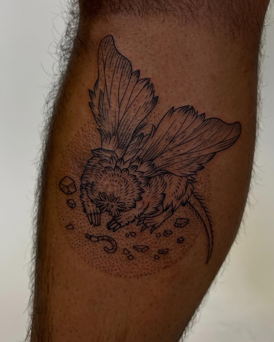 Animal, Nature, 댄서