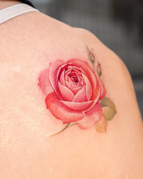 Flower, 해바라기, 데이지